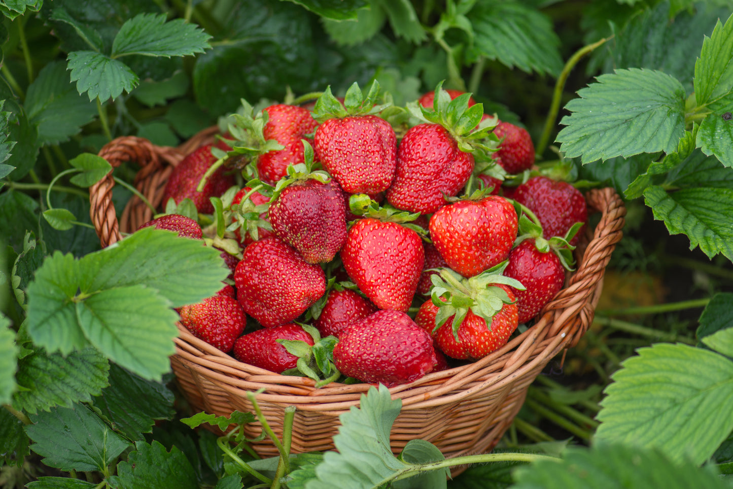 Fresh Strawberries — Three Daughters & Co- COMING AUGUST 2026