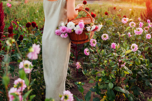 Fresh Dahlias — Three Daughters Fleur & Co