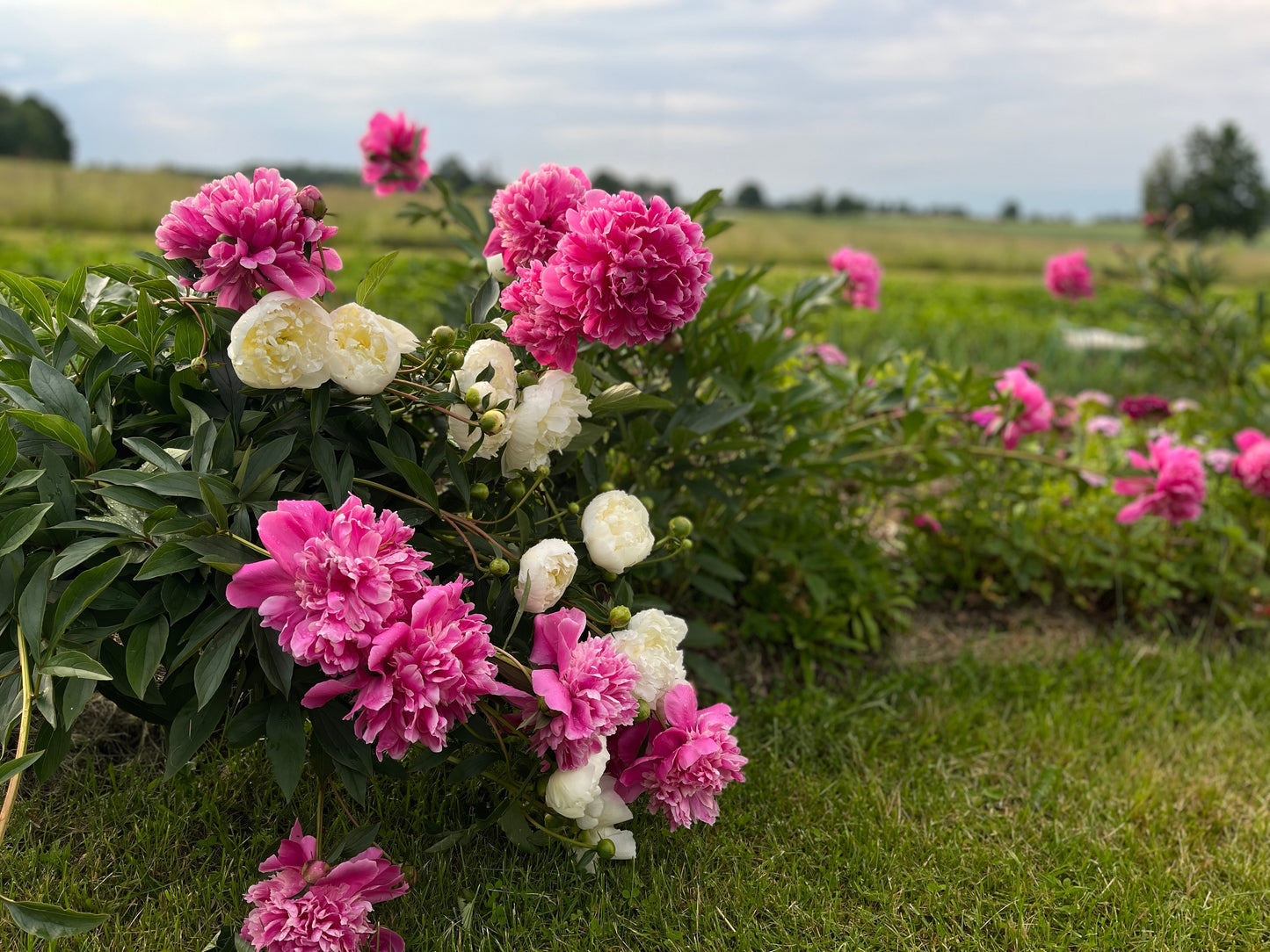 Fresh Peonies — Three Daughters Fleur & Co. -- Coming Soon!